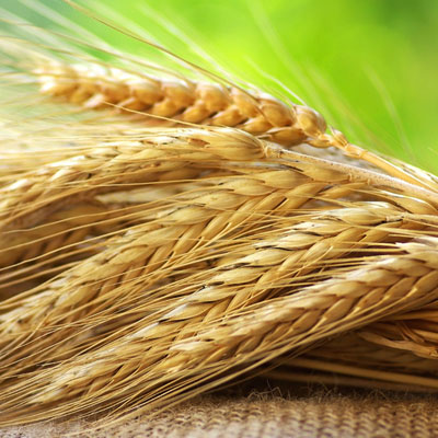 Grain Drying