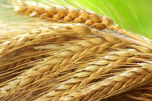 Wheat Wheat